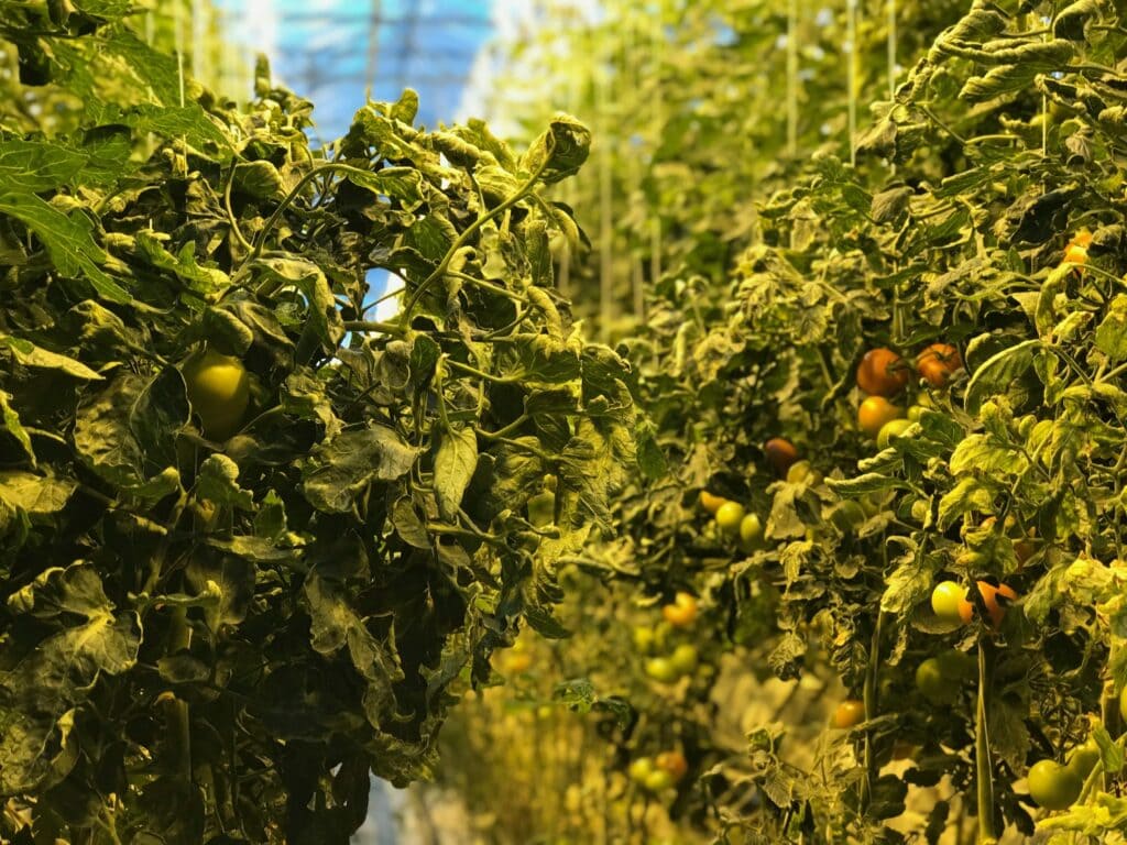 Fridheimar Tomato Greenhouse, Golden Circle