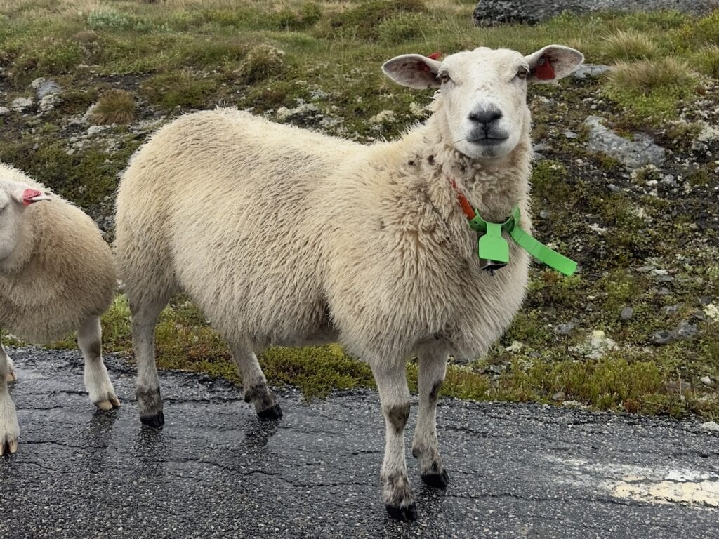 Sheep onAurlandsfjellet Tourist Route