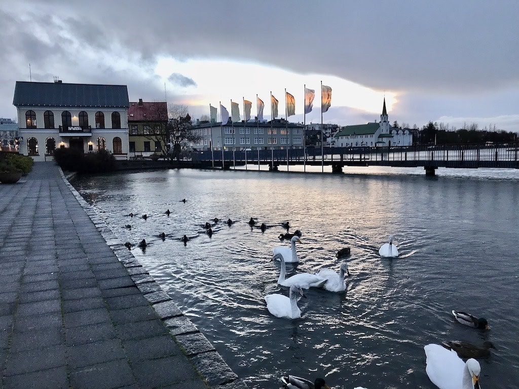 Ducks on Tjörnin Pond