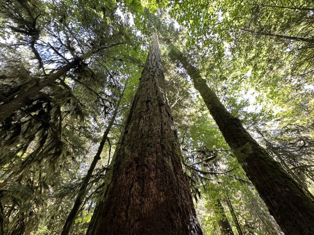 Cathedral Grove