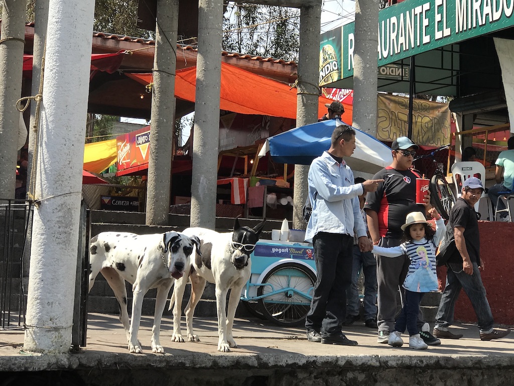 Dogs in Mexico City