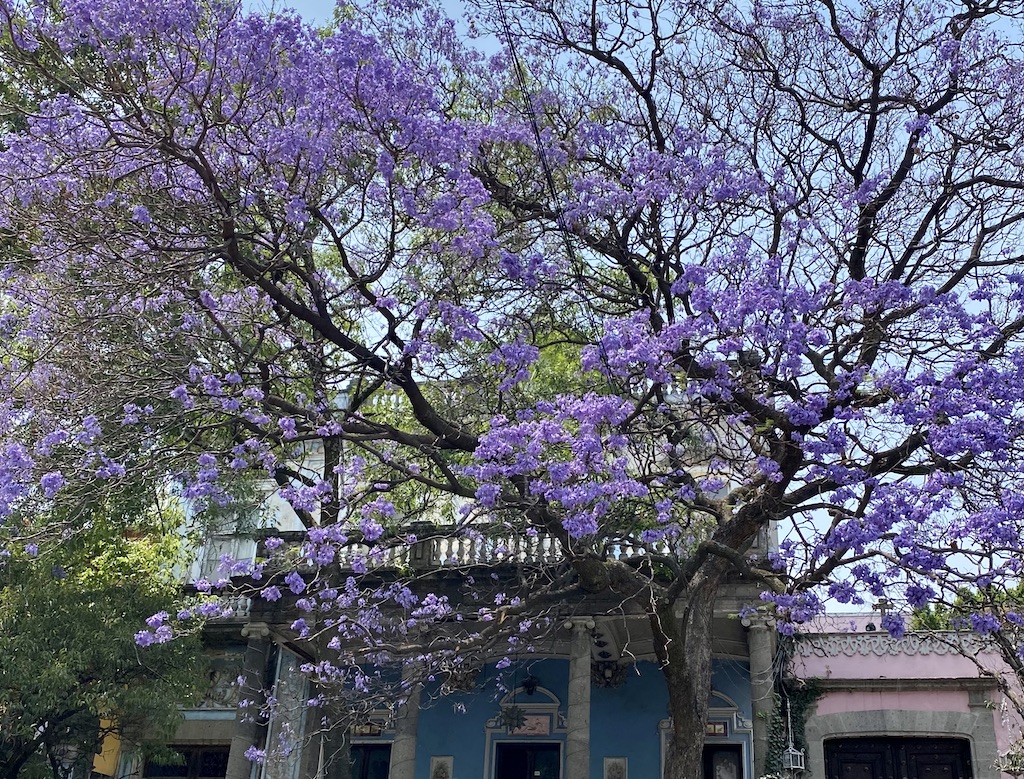 Jacaranda Trees Mexico