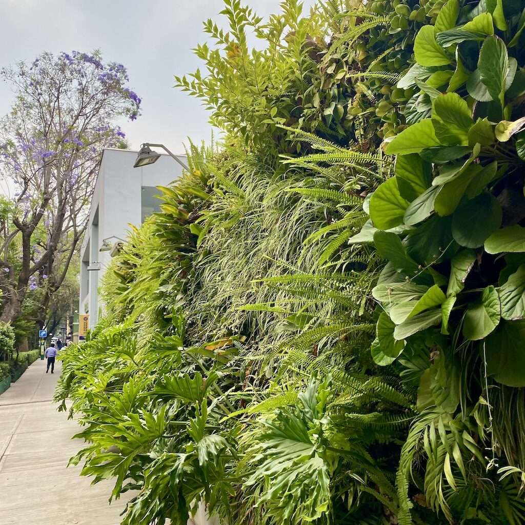 Green Mexico City - Condesa Walks
