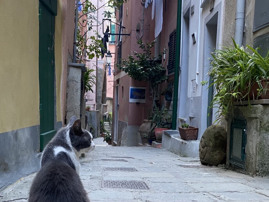 Vernazza Street with Cat
