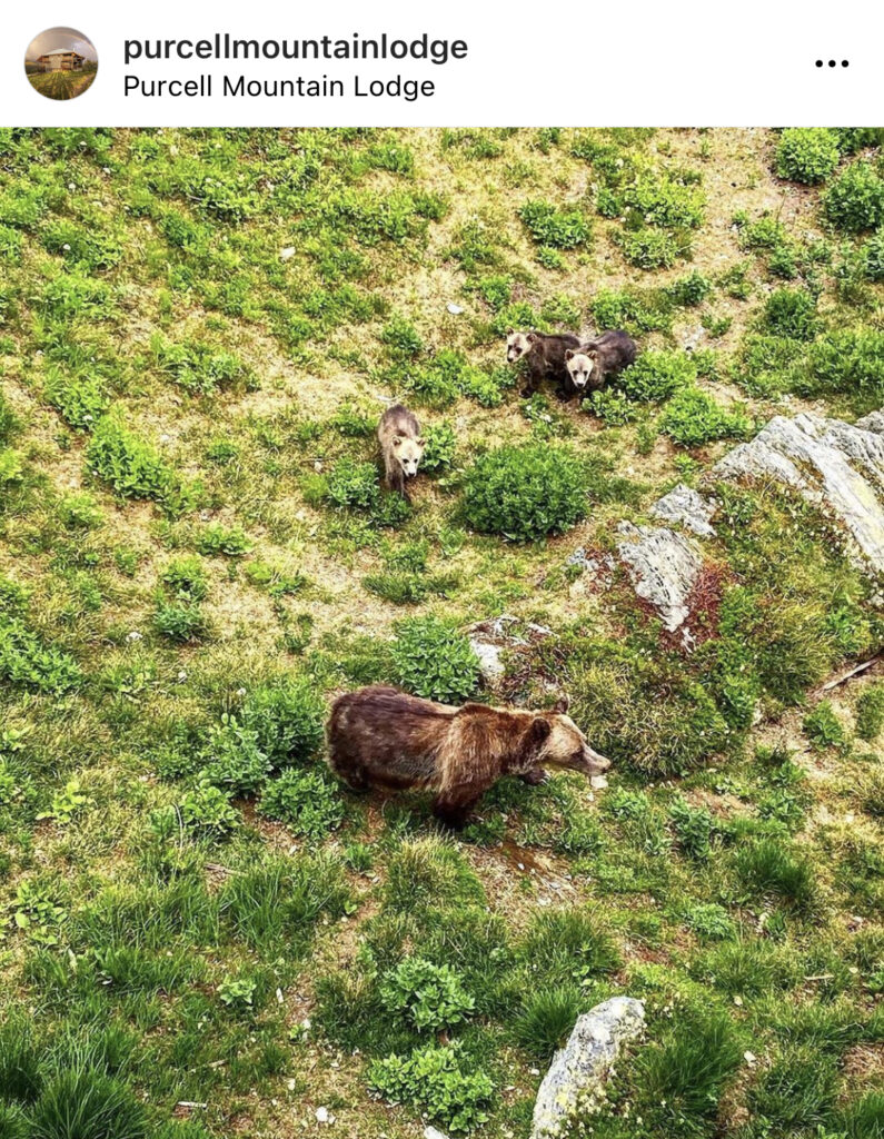 Grizzly Bear Viewing BC