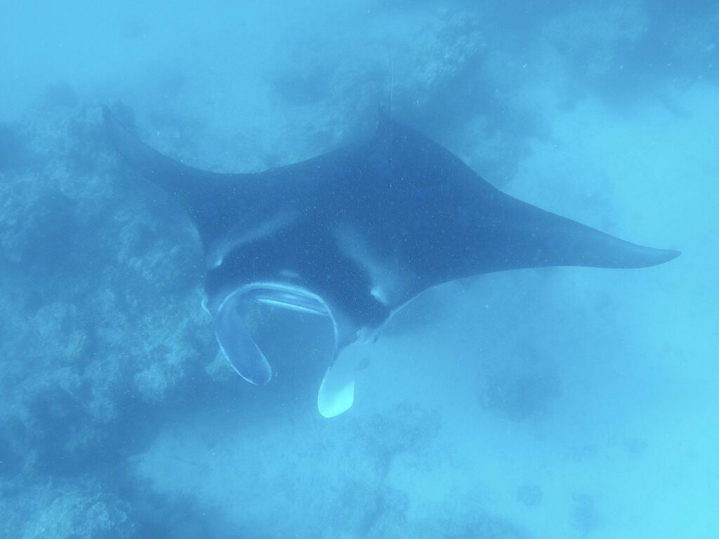 Manta Ray Tikehau French Polynesia