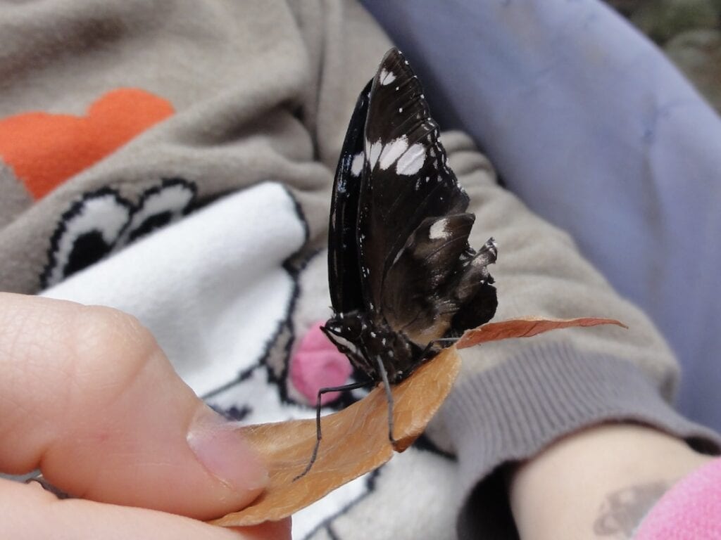 Butterfly Gardens Victoria