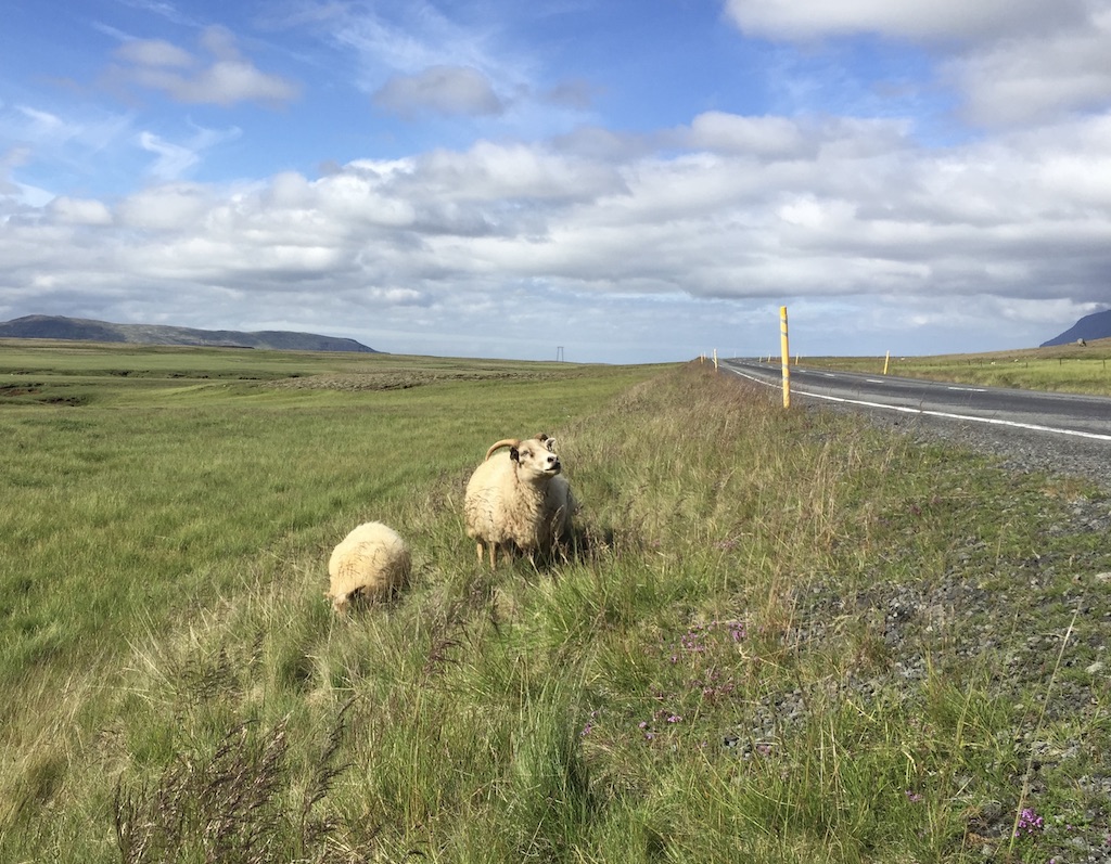 Animals in Iceland