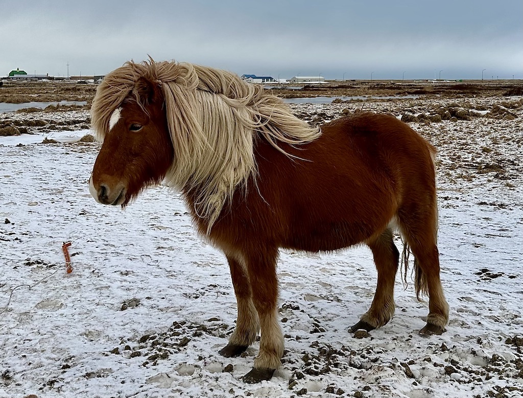 Horseback Riding Iceland in Winter