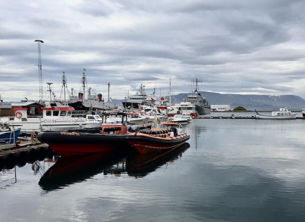 Whale Watch Iceland Winter