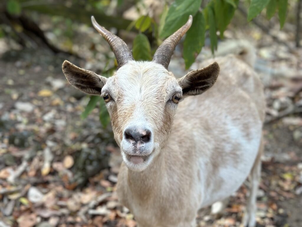 Goats Terre de Haut Guadeloupe