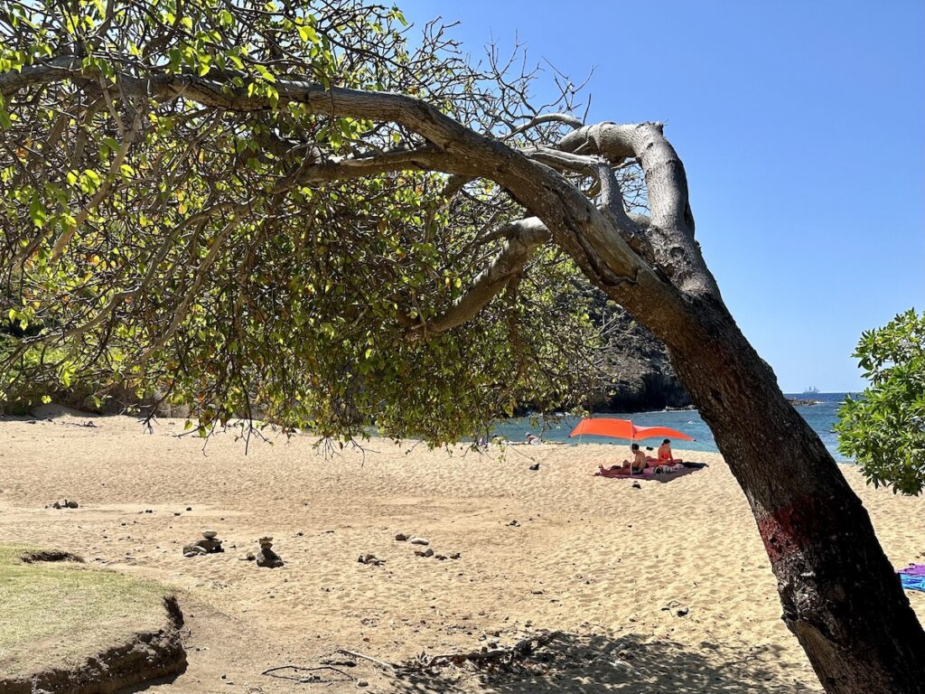 Manchineel Tree Terre de Haut