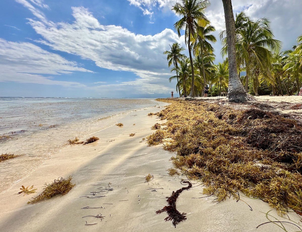 Sargassum Guadeloupe