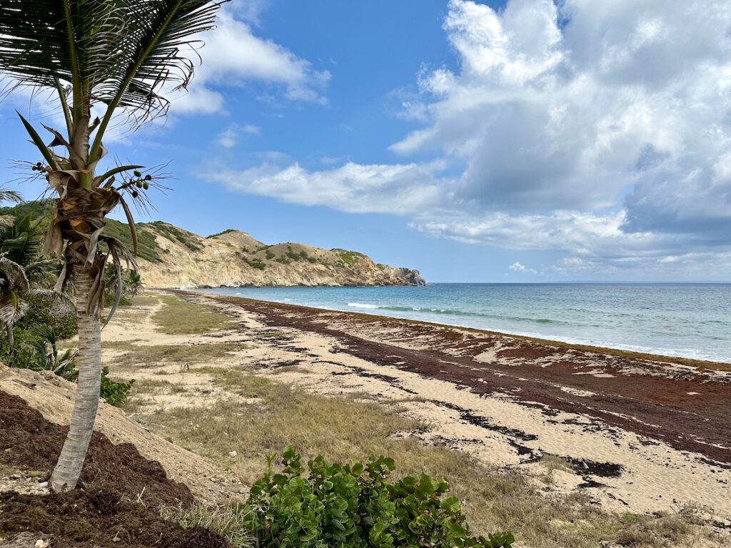 Sargassum Caribbean