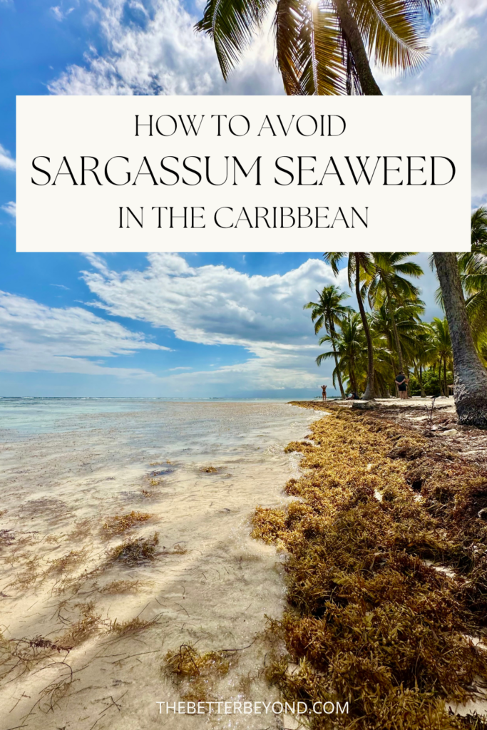 How to Avoid Sargassum Seaweed in the Caribbean