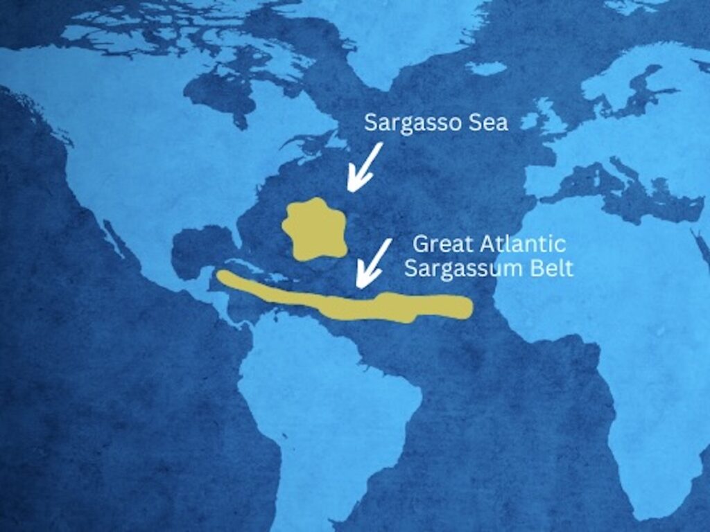 Sargassum Diagram