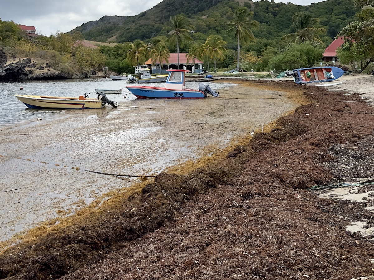 Sargassum Seaweed Terre-de-Haut Guadeloupe