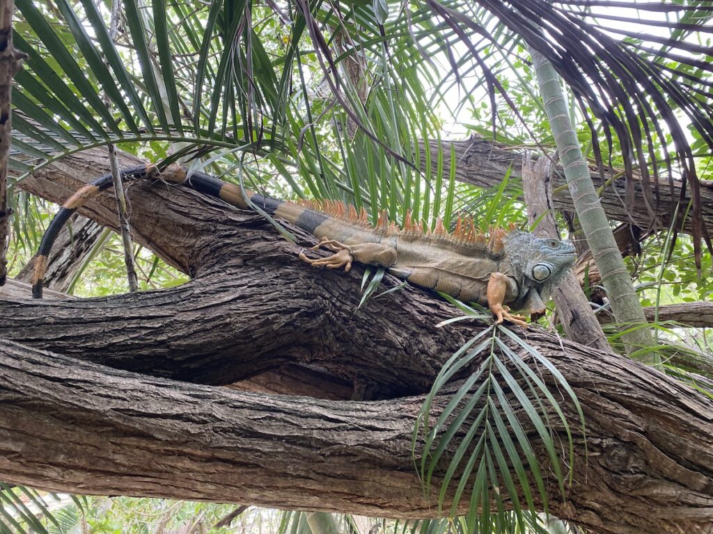 El Manglar Zihuatanejo