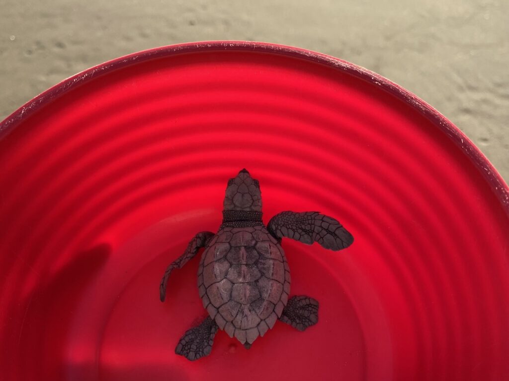 Turtle Release Zihuatanejo