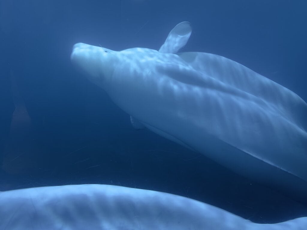 Beluga Whale Sanctuary Westman Islands