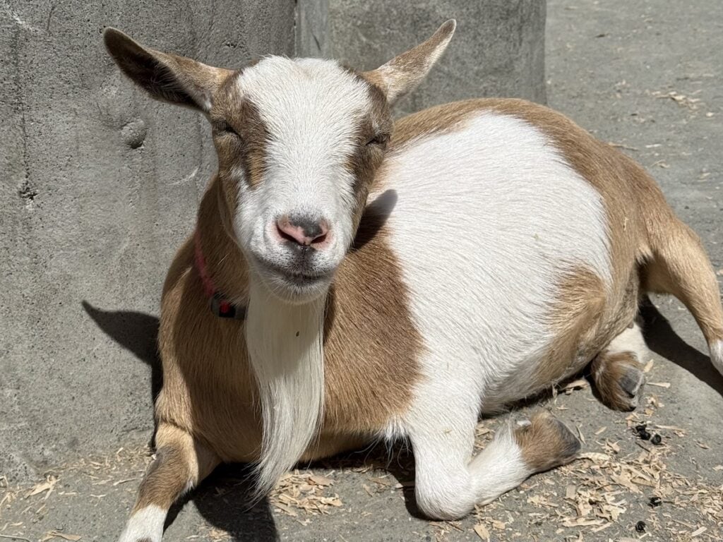A goat relaxing in the sun at Beacon Hill Children's Farm, Victoria, BC.