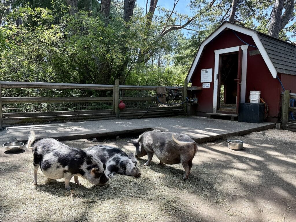 3 little pigs in a field a Beacon Hill Children's Farm in Victoria, BC.
