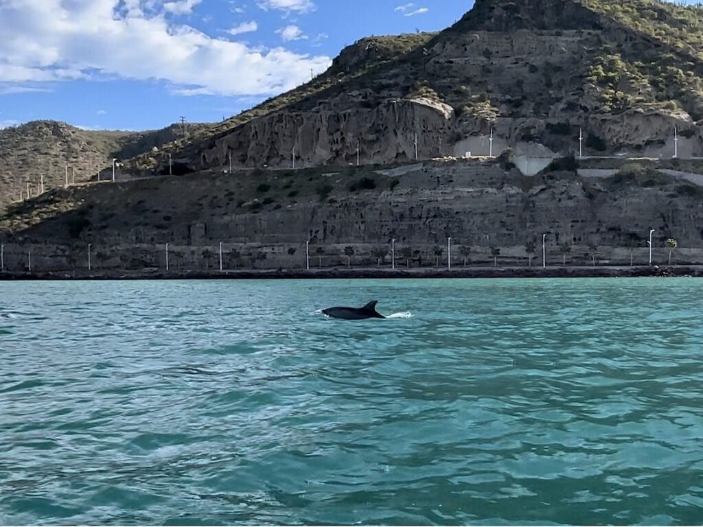 Dolphin swimming off of La Paz, Mexico