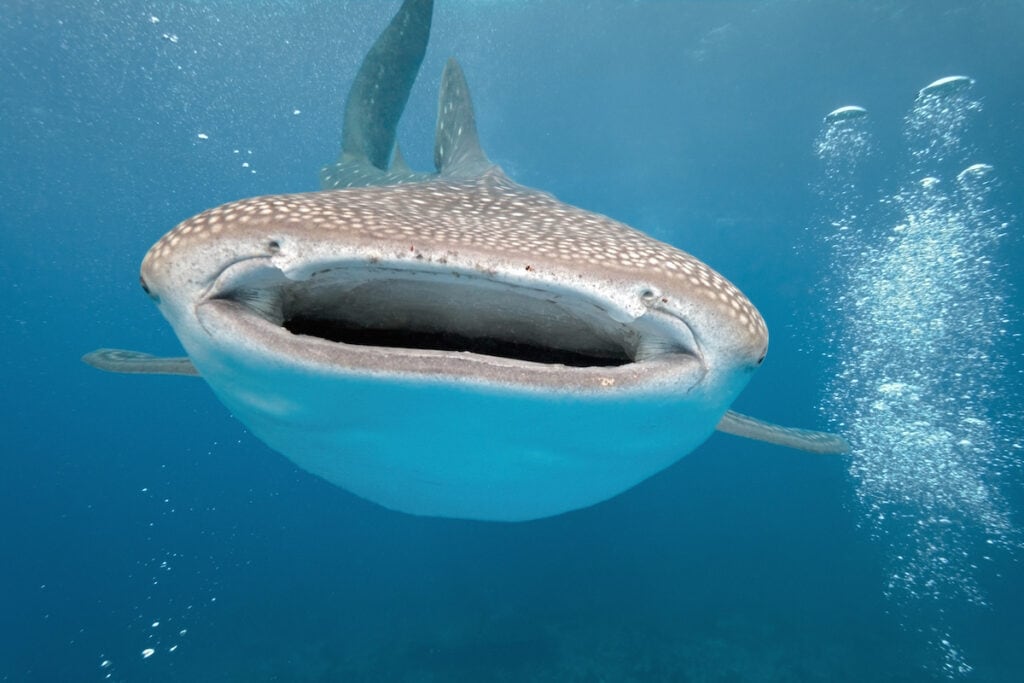 Whale shark with mouth open swimming
