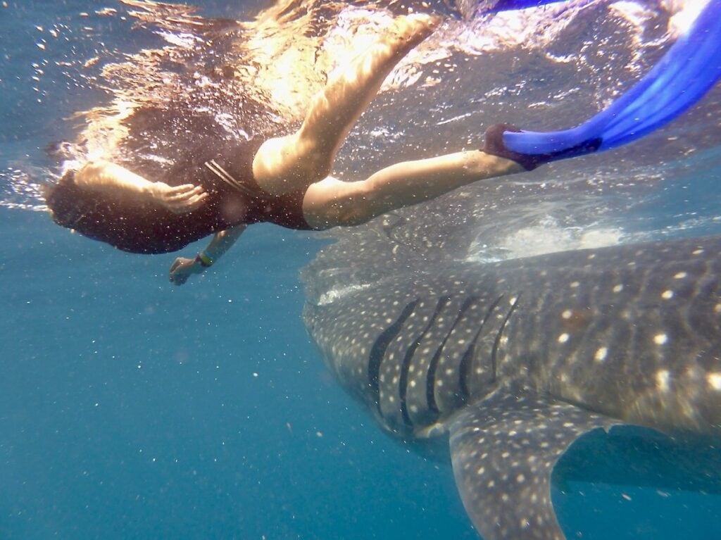 Snorkeler swimming beside a whale shark in Cancun, Mexico