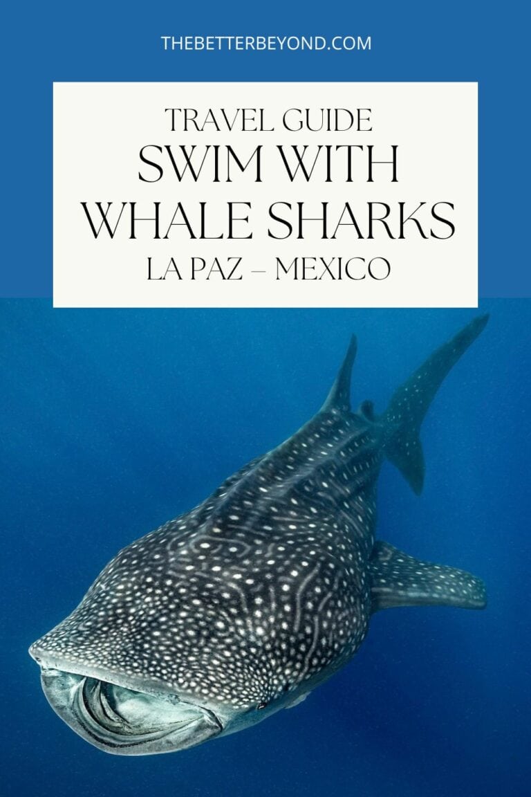 Whale Shark Tour La Paz – Swim with Whale Shark Responsibly!