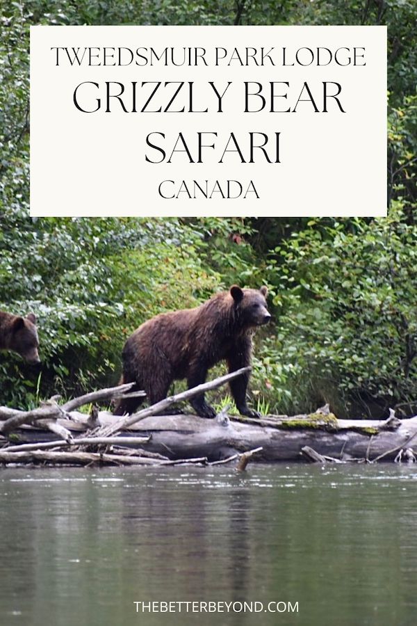 Grizzly Bear in River at Tweedsmuir Park Lodge, BC