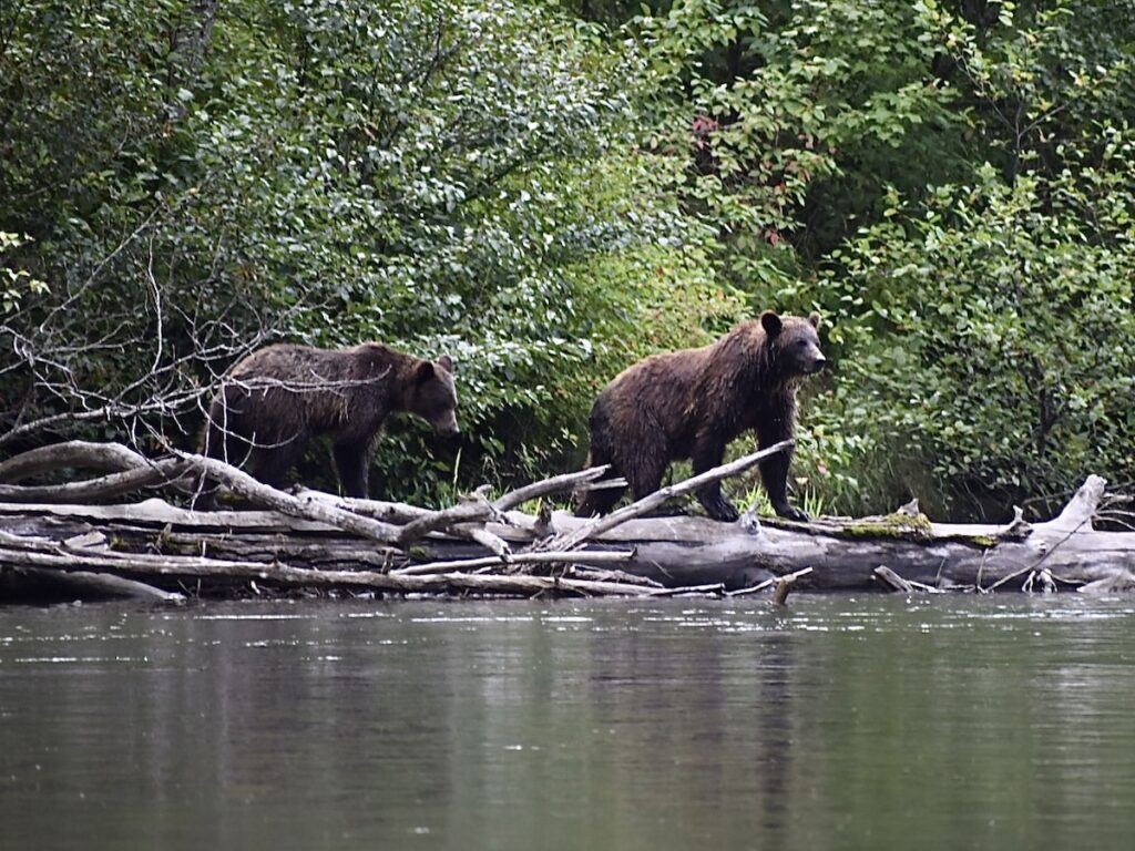 Grizzly Bears in Bella Coola, BC