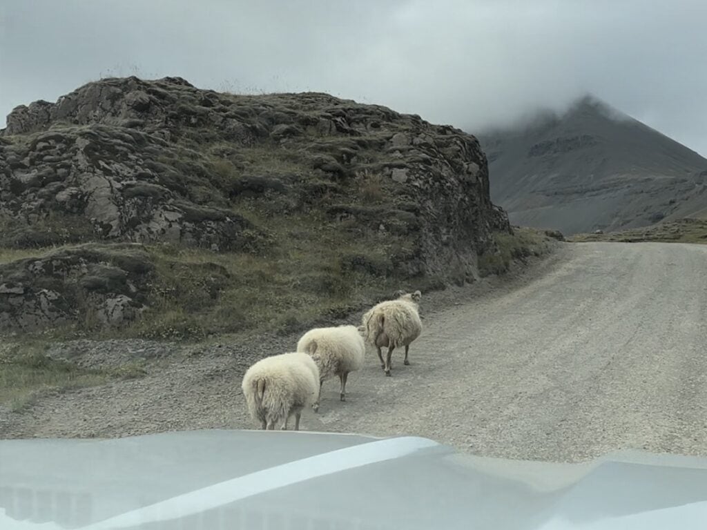 Sheep on Iceland Road