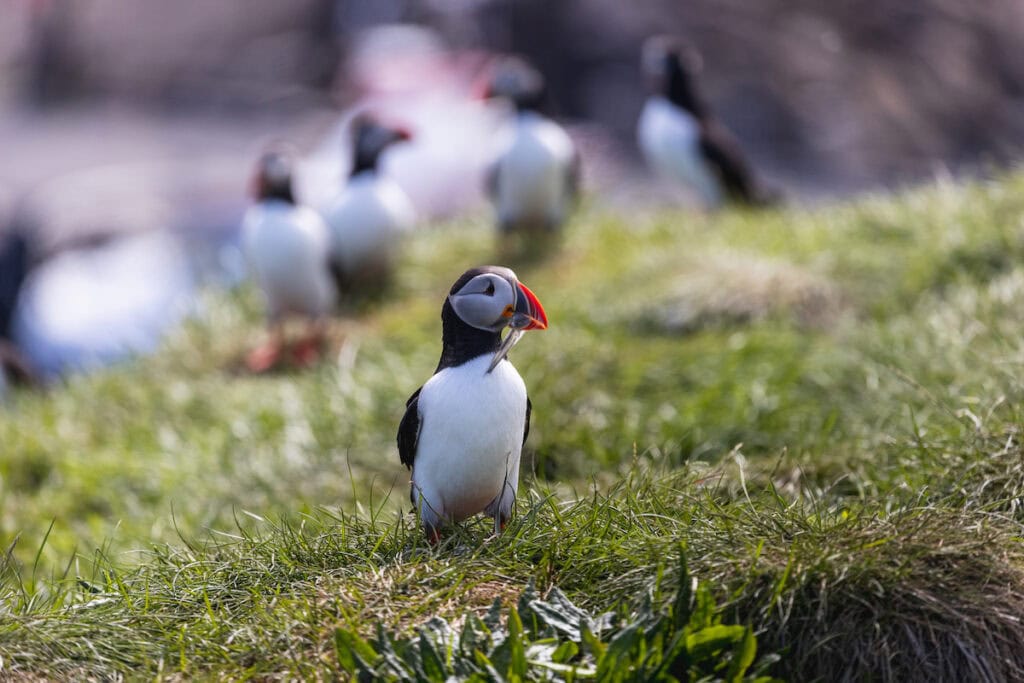 Puffins in East Iceland