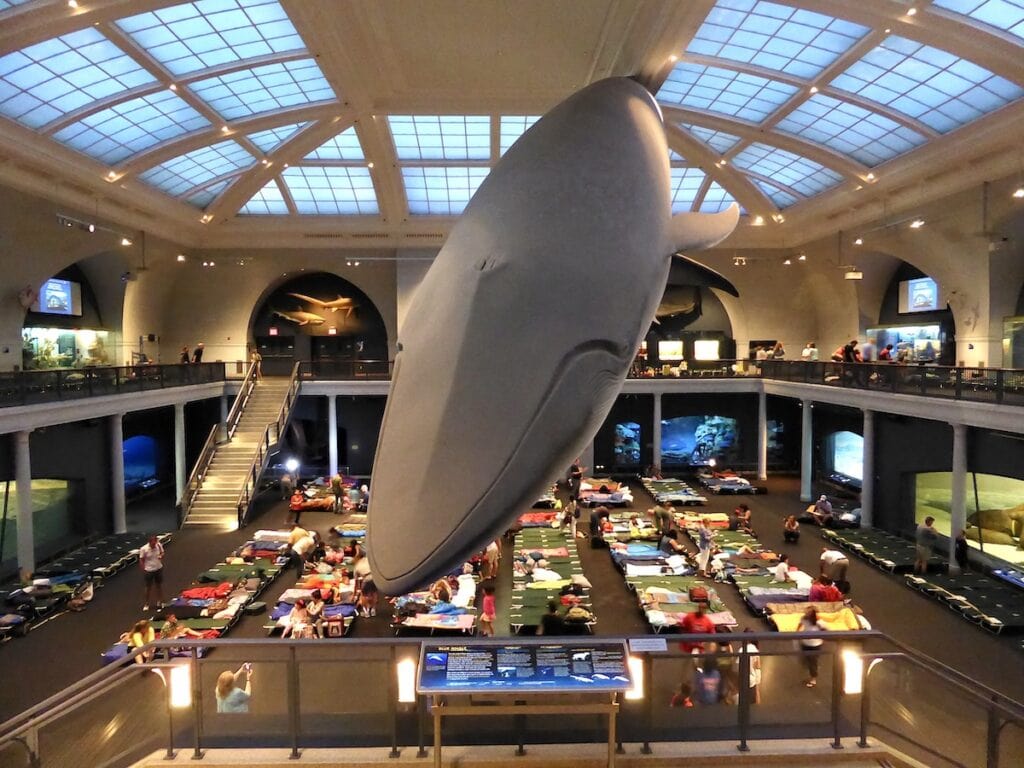 Blue Whale at the AMHN in New York