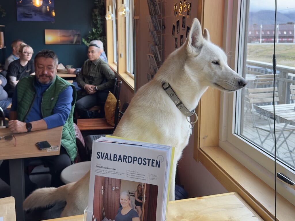 Husky in the window of the Husky Cafe in Svalbard