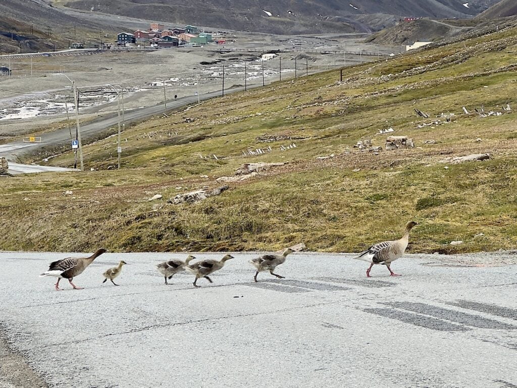 Barnacle Geese in Svalbard