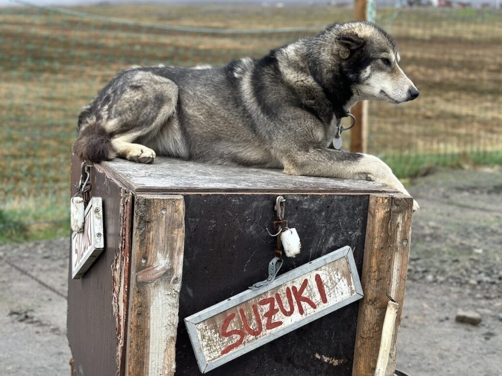 Dog sitting on dog house in Svalbard