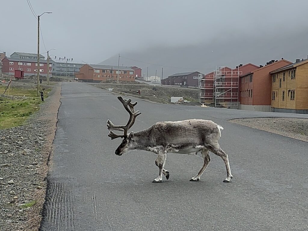 Reindeeer in Longyearbyen, Svalbard