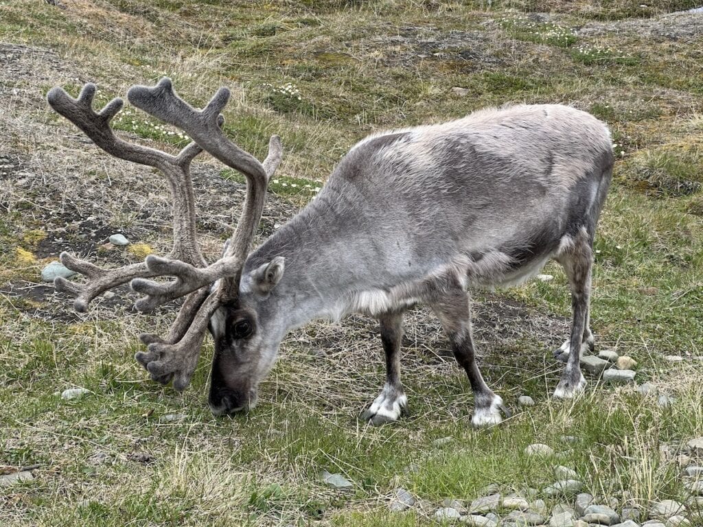 Svalbard Reindeer