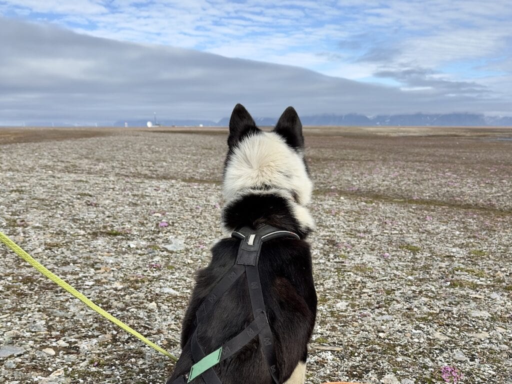 Svalbard Husky 