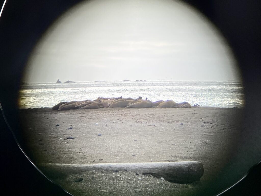 Walruses Svalbard