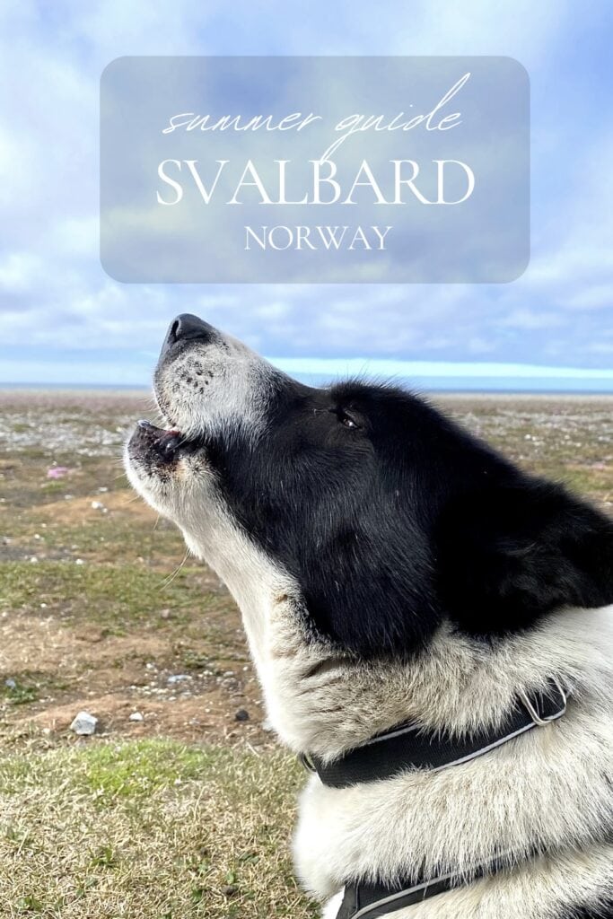 Svalbard Summer Travel Guide