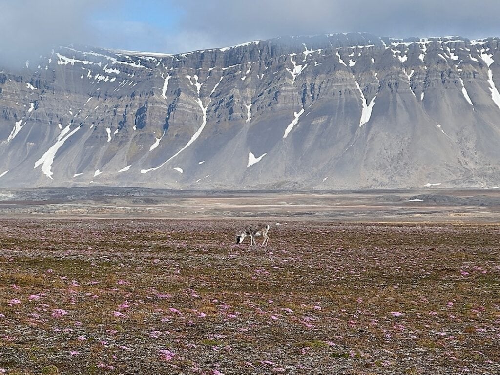 Reindeer at Isfjord Radio Hotel