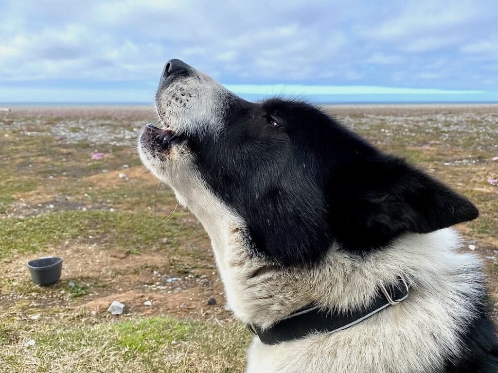 Svalbard Huskies