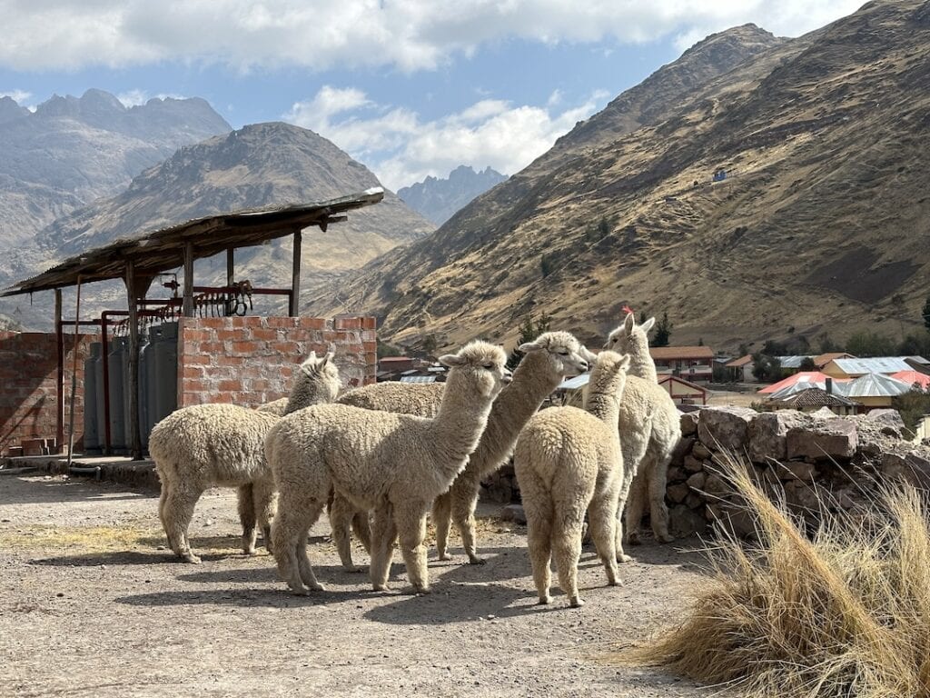 Alpacas on the Mountain Lodges of  Peru Lares Trek