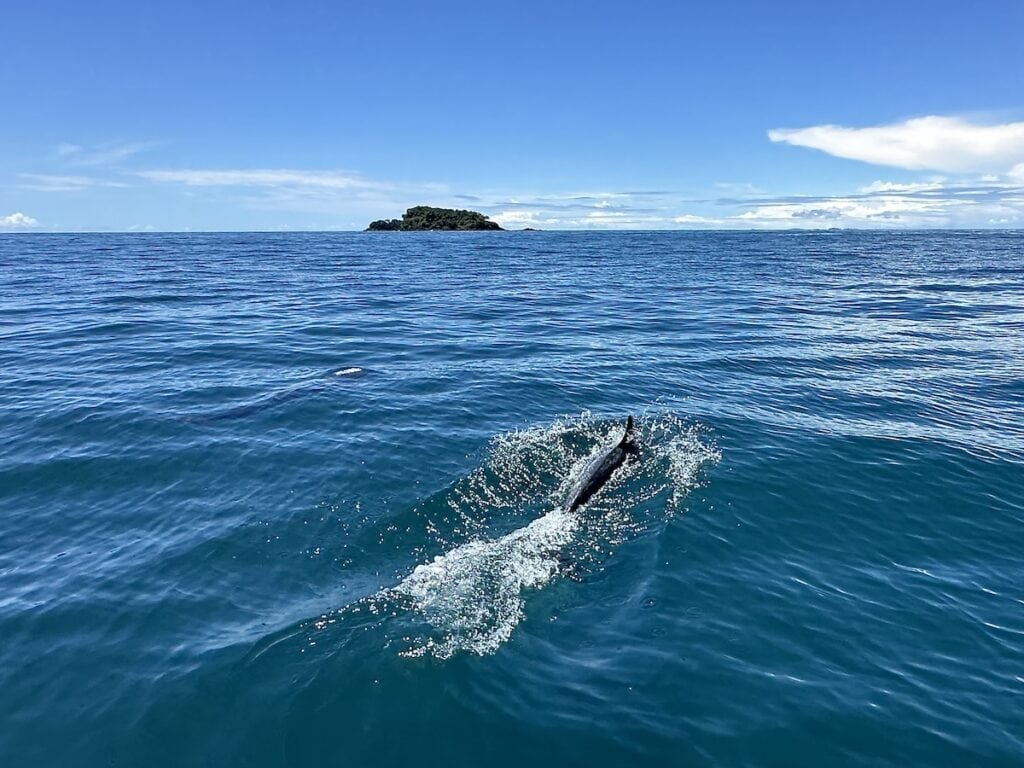 Dolphins Gulf of Chiriqui Panama