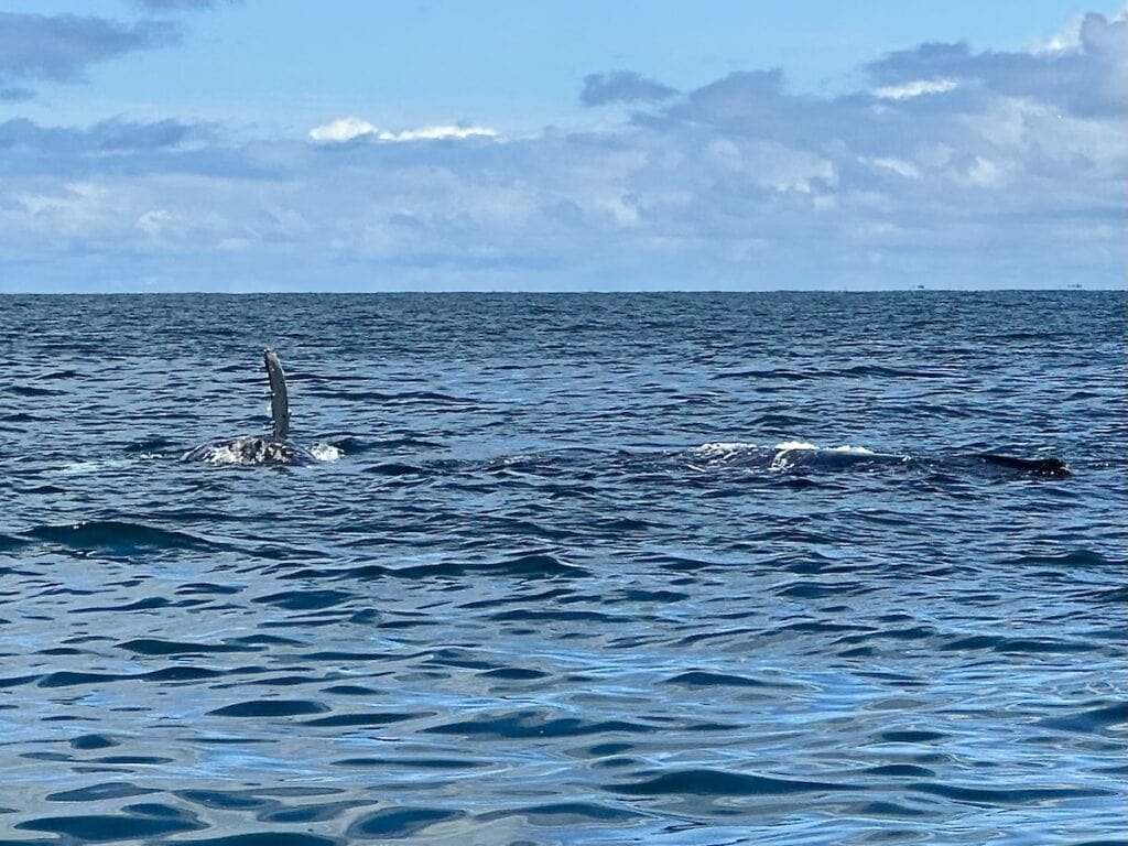 Humback Whales in the Gulf of Chiriqui, Panama