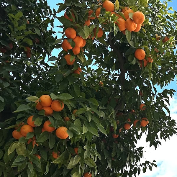 Orange Trees in Seville