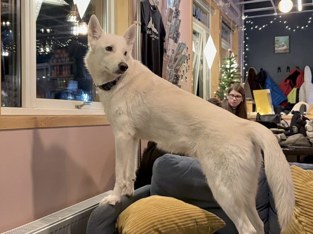 Cafe Huskies Svalbard